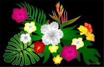 Paro Tahiti Eclat Tropical Noir